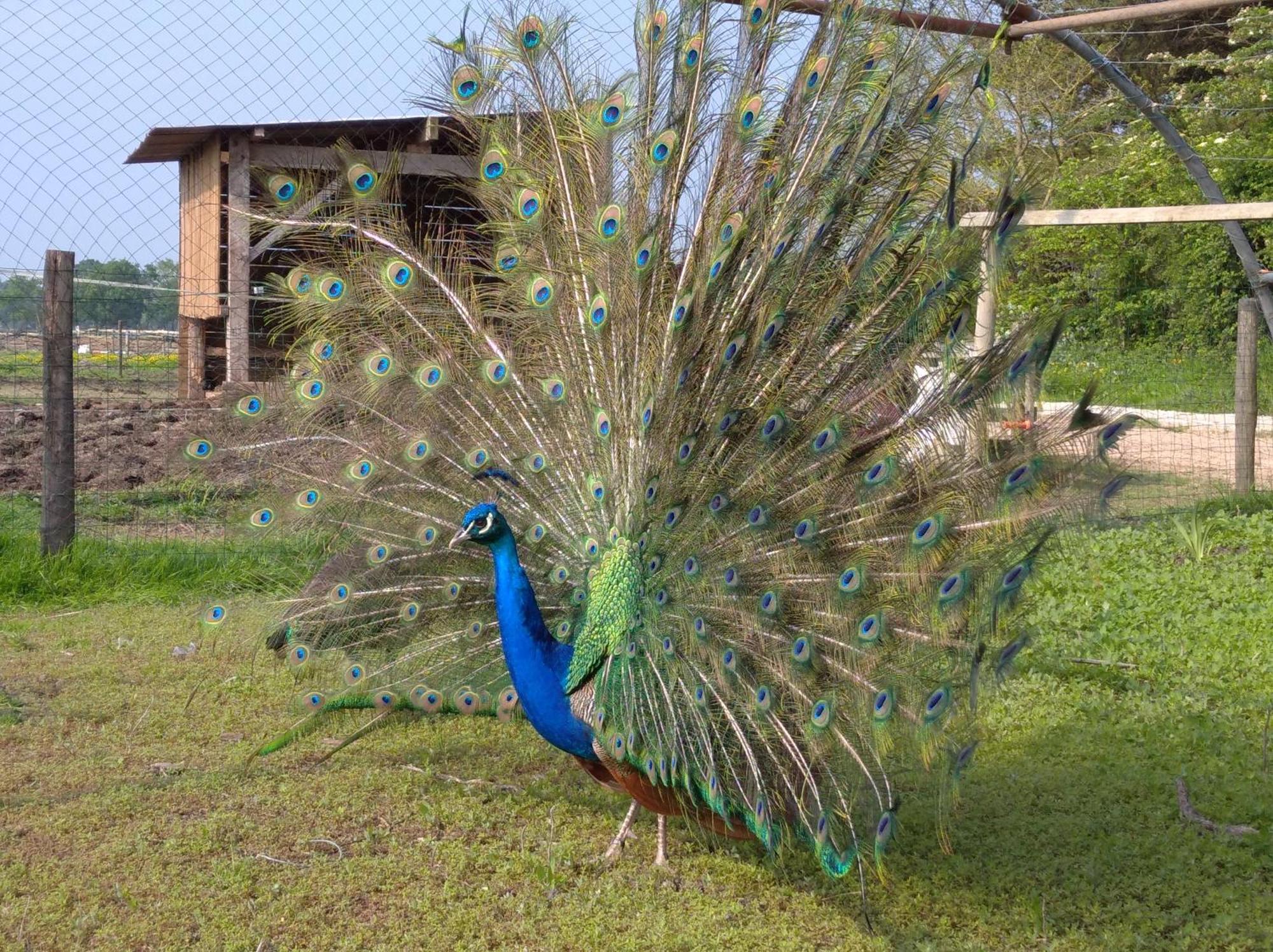 Le Bleu Sallertaine